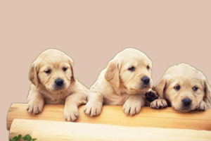 怎么辨别拉布拉多犬