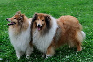 苏格兰牧羊犬毛发怎么打理 苏格兰牧羊犬毛发打理方法