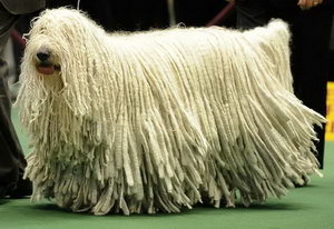 可蒙犬毛发怎么护理 可蒙犬毛发梳理修剪方法