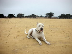 杜高犬怎么护理耳朵 杜高犬耳朵清洁方法