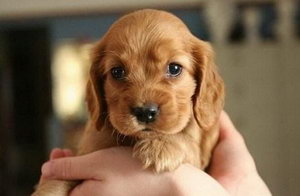 美国可卡幼犬怎么养 刚出生的美国可卡犬喂养方法