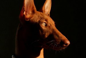 法老王猎犬运动要注意哪些问题介绍