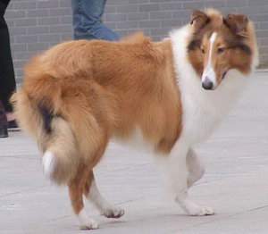 苏格兰牧羊犬怎么养 苏格兰牧羊犬饲养方法