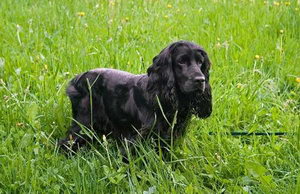 英国可卡犬怎么洗澡 英国可卡犬洗澡方法