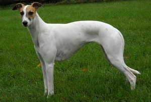 惠比特犬吃什么狗粮好 惠比特犬狗粮选购技巧