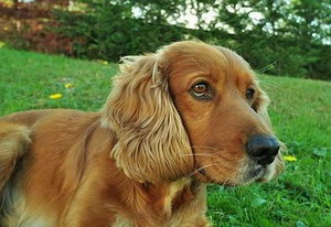美国可卡犬怎么洗澡 美国可卡犬洗澡流程