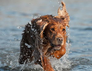 英国可卡犬怎么梳毛 英国可卡犬毛发打理方法