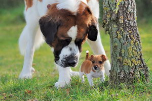 圣伯纳幼犬怎么断奶 圣伯纳幼犬断奶方法