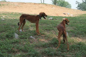 细犬怎么养 中国细犬饲养方法