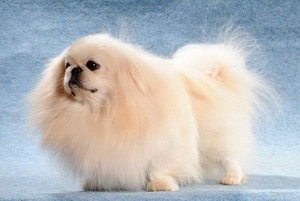 京巴犬吃什么毛发更好 北京犬吃什么食物毛发更有光泽