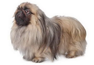 京巴犬眼睛怎么护理 北京犬眼部日常护理心得