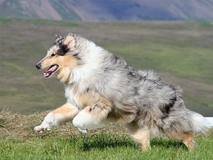 苏格兰牧羊犬怎么自制狗粮 苏格兰牧羊犬自制狗粮配方介绍
