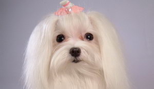 马尔济斯犬什么时候打疫苗 马尔济斯犬打疫苗时间介绍