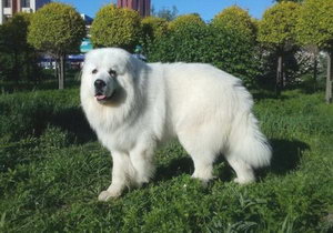 大白熊犬怎么养 大白熊犬喂养注意事项
