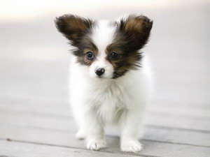 蝴蝶犬不吃狗粮怎么处理 蝴蝶犬不吃狗粮解决方法