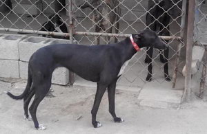 格力犬狗粮怎么自制 格力犬自制狗粮方法