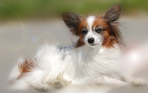 蝴蝶犬什么食物不能吃 蝴蝶犬不能吃的食物介绍
