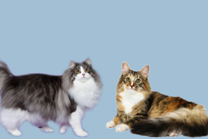 挪威森林猫和缅因猫的区别有哪些
