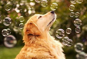 金毛不能吃什么东西 金毛犬不能吃的食物大全