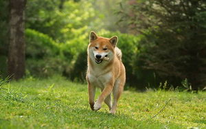柴犬怎么养 柴犬饲养心得