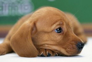 金毛犬掉毛怎么回事 金毛犬掉毛原因及解决方法