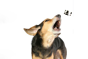 怎么训练狗狗不乱叫