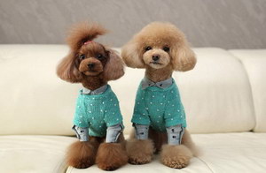贵宾犬怎么剪指甲 贵宾犬修剪指甲方法