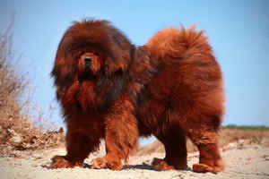 小藏獒怎么养 藏獒幼犬饲养心得