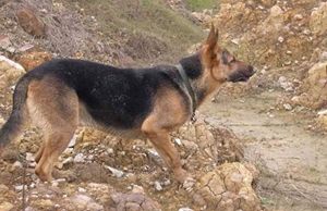 比利时特伏丹犬蛔虫病怎么治 蛔虫病治疗方法