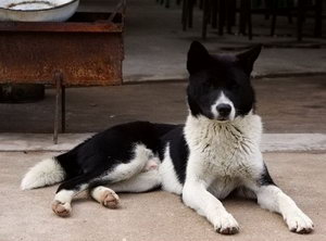 中华田园犬消化不良怎么治 土狗消化不良解决方法
