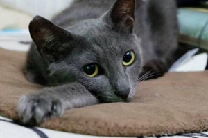 俄罗斯蓝猫的特点有哪些