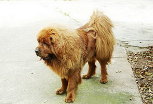 藏獒吃什么毛长的好 藏獒吃什么食物毛发长的好