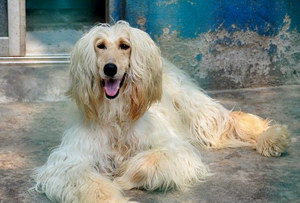阿富汗猎犬吃什么狗粮好 阿富汗猎犬狗粮选择技巧