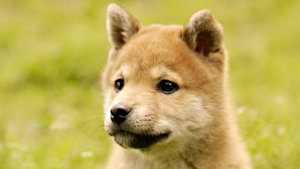 秋田犬怎么美容 秋田犬美容要点介绍