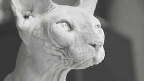 彼得秃猫和斯芬克斯有什么区别