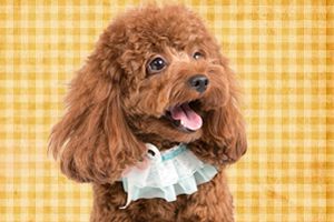 泰迪犬怎么养才听话