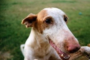 伊比赞猎犬怎么驱虫 伊比赞猎犬驱虫方法