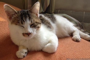 领养猫咪注意事项