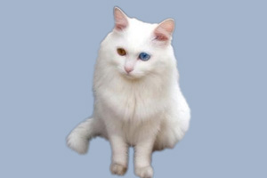 山东狮子猫性格怎么样