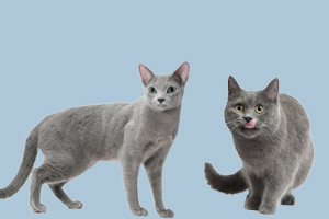 俄罗斯蓝猫和英国蓝猫的区别有哪些