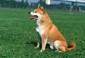 中华田园犬什么东西不能吃 土狗不能吃的食物介绍
