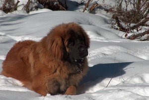 兰波格犬怎么养 兰波格犬喂养方法