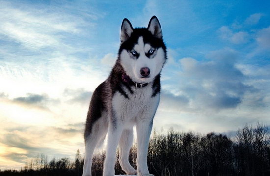 哈士奇怎么养 西伯利亚雪橇犬饲养方法