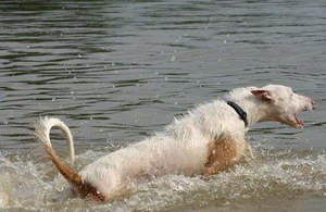 伊比赞猎犬拉稀怎么办 伊比赞猎犬拉肚子解决方法