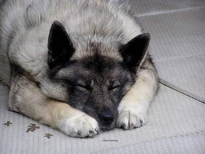 挪威布哈德犬发烧怎么办 发烧治疗方法
