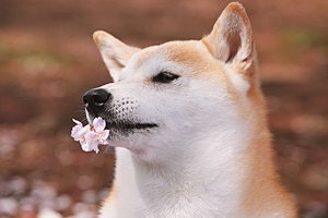 柴犬吃什么狗粮好 柴犬狗粮选择推荐