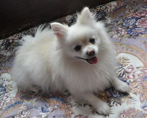 博美怎么洗澡 博美犬洗澡流程详解