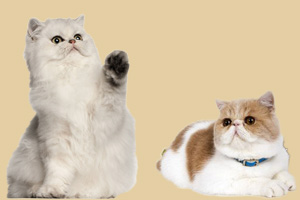 波斯猫和加菲猫的区别有哪些
