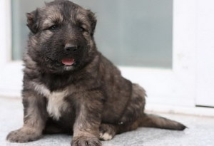 高加索犬怎么养 高加索犬饲养方法