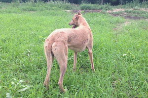 格力犬怎么养 格力犬饲养方法及注意事项